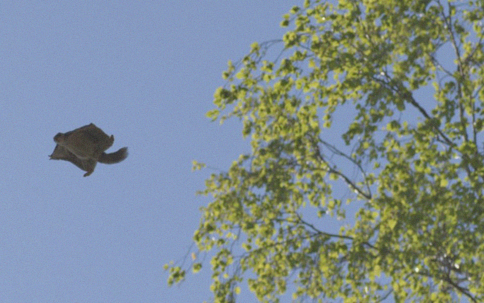 flying-squirrel-in-dark