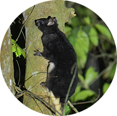 scary-tailed-squirrel