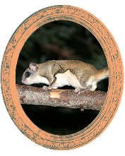 flying-squirrel-portrait