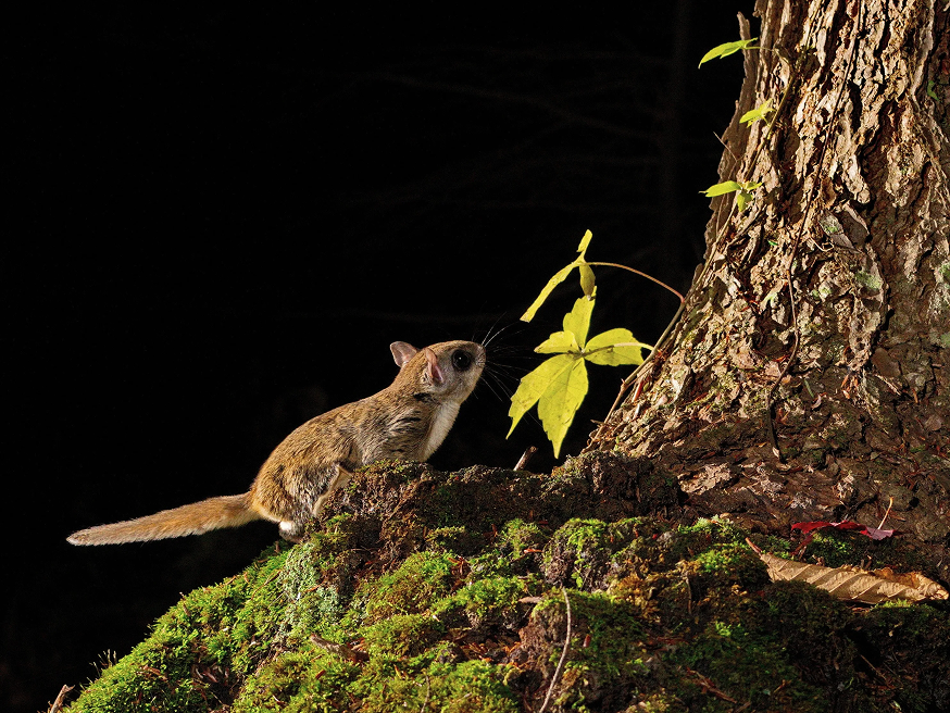 flying-squirrel-in-dark