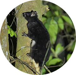 scary-tailed-squirrel