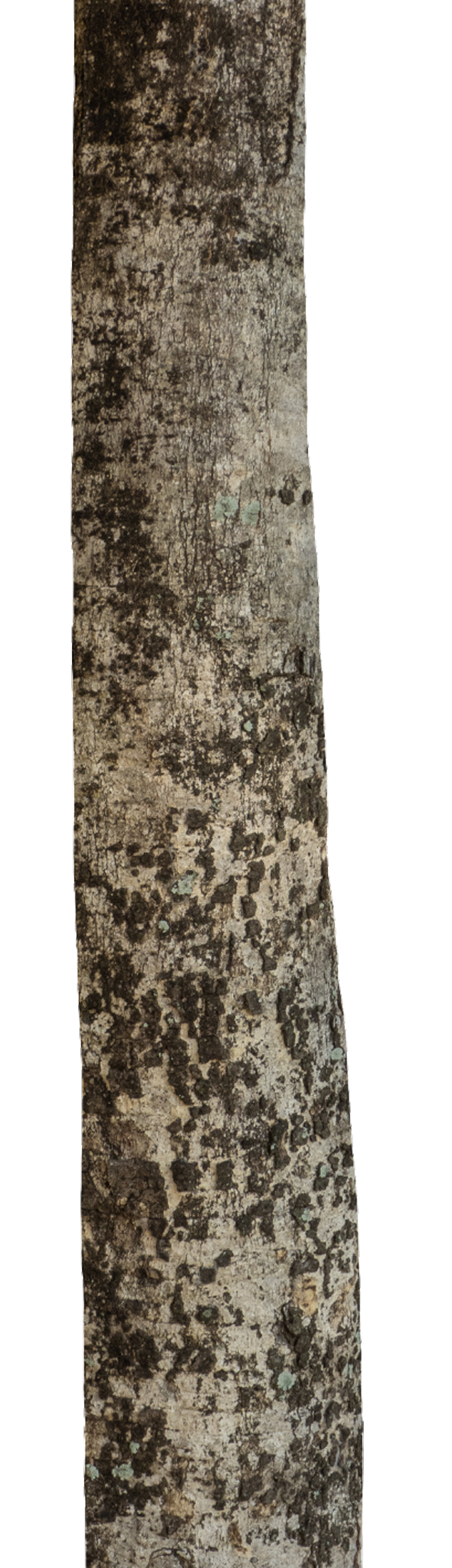 tree-trunk